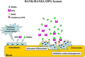 RANK/RANKL/OPG system. Osteoblasts produce RANKL and OPG under the control of various cytokines, hormones, and growth factors. OPG binds and inactivates RANKL, resulting in the inhibition of osteoclastogenesis. In the absence of OPG, RANKL activates its receptor, RANK, expressed on osteoclasts and preosteoclast precursors. The RANK-RANKL interaction leads to preosteoclast recruitment and fusion into multinucleated osteoclasts and to osteoclast activation and survival.