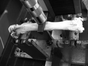 Photograph of a biomechanical assay. The operated tibia (linear osteotomy) was positioned on the two rounded stands and the load was applied via the rounded wedge-shaped accessory that was placed directly on the healed osteotomy site.