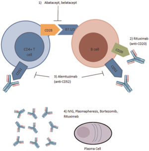 Site of Action of Newer Agents Used in Treatment of Antibody Mediated Rejection (39). Abatacept, belatacept, and alemtuzimab inhibit binding at the sites of T and B cells. IVIG, plasmapheresis, and rituximab affect the plasma cells.