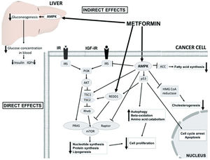 The insulin-dependent (indirect effects) and AMPK-dependent molecular mechanisms (direct effects) underlying the anticancer effects of metformin. AMPK activation in the liver results in decreased insulin and IGF-1 levels and consequent attenuated downstream signaling. In cancer cells, AMPK inhibits PI3K/AKT/mTORC1 signaling directly through the phosphorylation of the Raptor subunit and indirectly through the phosphorylation of the TSC1/2 complex and insulin receptor substrate 1 (IRS1) and the activation of regulated in development and DNA damage response 1 (REDD1). In addition, metformin-induced activation of AMPK leads to the phosphorylation of p53, inducing cycle arrest, apoptosis and autophagy. Inhibition of mTORC1 results in a decrease in global protein synthesis and lipogenesis. Metabolic alterations are also achieved by the inhibition of acetyl-CoA carboxylase (ACC) and 3-hydroxy-3-methylglutaryl-CoA (HMG-CoA) reductase.