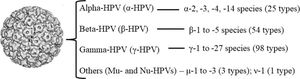 Distribution of cutaneous viral types within different HPV genera. The number of cutaneous viral types within each genus is indicated.