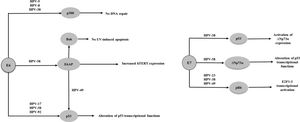 Cellular targets of the E6 and E7 proteins from specific β-HPVs.