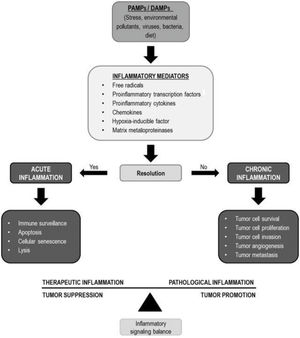 Several stimuli, including HPV infection, can trigger the release of inflammatory mediators. The balance between these mediators may favor tumor suppression or tumor promotion. PAMPs: pathogen-associated molecular patterns; DAMPs: damage-associated molecular patterns.