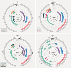 Schematic representation of the genomes of BKPyV, JCK, MCPyV and TSPvV. The early and late regions (gray) are transcribed from opposite strands of the genome. The early region is transcribed in the counterclockwise direction and harbors the genes coding for the different T antigen isoforms as indicated. The late region expresses the structural genes (VPs) and the agnoprotein ORF (when present). BKPyV, JCV and MCPyV express a microRNA from the opposite strand of the early region. The noncoding control region (NCCR) contains the origin of genome replication and the promoters for the regulation of transcription. For details, see text.
