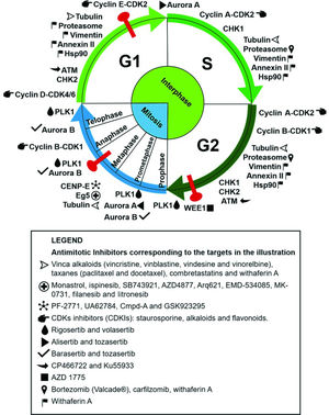 Antimitotic targets and their respective inhibitors as cited in the text. The targets are placed in the illustration according to the cell cycle phase in which they perform their main functions. The corresponding inhibitors are listed in the legend. The phases of mitosis are depicted in blue, the phases of interphase are in green, and cell cycle checkpoints are in red. The compounds (+)2,3,9-trimethoxypterocarpan and withaphysalin F are not included, because their targets are unknown.