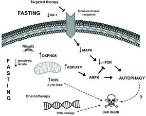 Presumable molecular mechanisms induced by fasting and anticancer treatment to promote intracellular changes and autophagy induction in tumor cells. I) Fasting may oppose the Warburg effect (glucose breakdown by glycolysis even in the presence of oxygen), favoring oxidative phosphorylation in tumor cells and resulting in increased ROS production and reduced levels of lactate and possibly ATP. The increase in the ADP/ATP ratio can activate the AMPK pathway, leading to autophagy induction. Moreover, the sustained stressful environment can result in cell death induction. II) Several tumors harbor mutations that favor MAPK pathway hyperactivation, which enables tumor cell growth, survival and proliferation. Therapies targeting this pathway, as well as fasting, may result in the downregulation of this pathway alongside a reduction in AKT and mTOR activation, resulting in autophagy induction and cell death. III) Furthermore, fasting potentiates the detrimental effects of chemotherapy, such as DNA damage, thus activating the cell death machinery, deregulating pro- and antiapoptotic proteins, and inducing mitochondrial alterations and caspase activation, which in turn culminates in apoptosis.