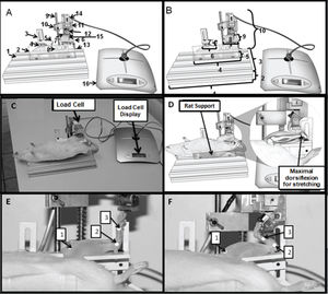 A. Device to stretch the soleus muscle of rats. 1- Base made of aluminum material; 2- part used to support the animal