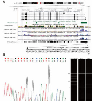 Methylation assay of the CBS gene and its quality control. (A) The abridged general view of five CpG sites on the CBS gene promoter. F: forward primer; R: reverse primer. The genomic positions and functional annotations of CBS were obtained from the UCSC genome browser according to human 2013 (GRCh37/hg19). (B) Methylation status of the CBS gene in patients with hypertension was analyzed by quantitative methylation-specific PCR.