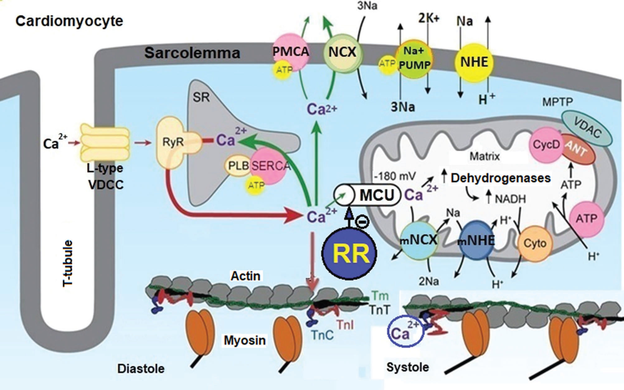The mitochondrial calcium uniporter: a new therapeutic target for ...