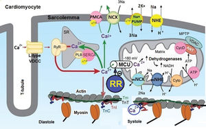 Role of the MUC in Ca2+ homeostasis and energy production in cardiomyocytes. This figure illustrates that Ca2+ influx through L-type VDCCs stimulates the release of Ca2+ from the SR through the RyR, increasing the [Ca2+]c. Ca2+ binds to TnC and promotes the interaction of TnC with TnI, causing TnI to move from the active site of the actin, allowing the displacement of TmT and TnT and muscle contraction (systole). This increase in [Ca2+]c increases the Ca2+ influx into mitochondria via the MCU, stimulating ATP synthesis due to Ca2+-dependent activation of TCA cycle dehydrogenases. The increase in [Ca2+]c is restored to basal levels (resting) by Ca2+ sequestration in the SR via SERCA and Ca2+ extrusion via PMCA and NCX, and this reduction in [Ca2+]c promotes the relaxation of cardiac cells (diastole). Ionic and energetic collapse deregulates CECC, leading to heart failure. This collapse could be attenuated or prevented by selective MUC blockers, such as ruthenium red (RR) and their analogs. Adapted from Bers (28).