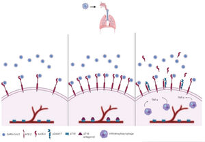 Illustrative scheme of ACE-2 expression in the lungs. Left panel: Normally expressed ACE-2 in the lung tissue interacts with SARS-CoV-2. Middle panel: Increased expression of ACE-2 in lung tissues of hypertensive patients under chronic treatment with AT1R blockers. Right panel: ADAM17 cleaves ACE-2, releasing its soluble form, sACE-2, whose levels are increased in the presence of TNF-α. Illustration was developed by the authors using www.biorender.com.