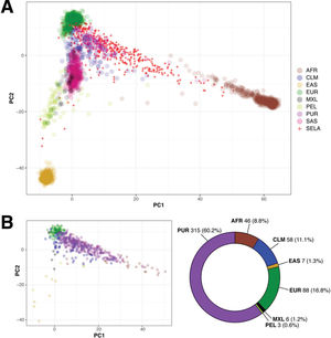 Panel A: biplot (x-axis: PC1, y-axis: PC2) showing the overlap between 1000 Genomes (colored circles) and SELAdb individuals (red crosses). In this representation, the AMR population is split according to its subpopulations, including Colombians (CLM), Mexicans of Los Angeles (MXL), Peruvians of Lima (PEL), and Puerto Ricans (PUR). Panel B: Neural network classification of SELAdb individuals using the 1000 Genomes as a training set. Consistent with the distribution of SELAdb individuals in Panel A, most SELAdb individuals classify as PUR.