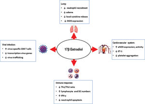Effects of 17β-estradiol in different compartments/systems.
