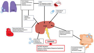 Potential Pathophysiological mechanisms of COVID-19 Liver Damage.
