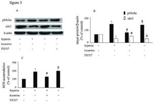 p66Shc and sirt1 expression and ROS accumulation were altered by hypoxia, ketamine, and EX527 in HUVECs. (A) Equal amounts of proteins from HUVECs following the corresponding treatments were separated by SDS-PAGE and immunoblotted with antibodies against p66Shc and sirt1. (B) The ratio of the protein expression of each specific protein (p66Shc and sirt1) to the expression of β-actin. (C) ROS accumulation in HUVECs following the corresponding treatments (*p<0.05 versus the control group, #p<0.05 versus the hypoxia group, & p<0.05 versus the ketamine group, n=5).