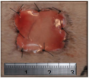 Dermal matrix attached to the wounds in the matrix group.