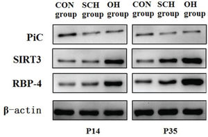 Protein expression levels of RBP4, PiC, and SIRT3 in the different groups. Retinol-binding protein 4 (RBP4); Phosphoric acid carrier vector (PiC); Silent mating-type information regulation 3 homolog (SIRT3).