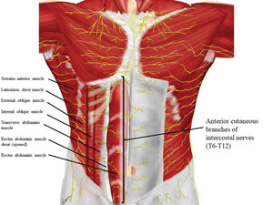 Innervation of the anterolateral abdominal wall.