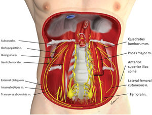 Arrangement and path of the II and IH nerves in the abdominal wall.