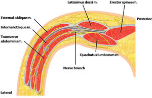 Cross section showing the inter-muscular plane between the IO and TA muscles with the nerve branches to be blocked.