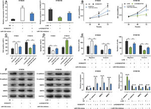 Effects of KCNQ1OT1 on ESCC cell proliferation, apoptosis, metastasis, and EMT. A. KCNQ1OT1 overexpression plasmid was co-transfected with the miR-133b mimic si-KCNQ1OT1#1 or miR-133b inhibitor into KYSE30 and KYSE150 cells, respectively. qRT-PCR was used to detect the transfection efficiency; Student's t-test was used for comparison. B. The CCK-8 method was used to detect the effects of KCNQ1OT1 and miR-133b on the proliferation of KYSE30 and KYSE150 cells; the results were compared using two-way ANOVA. C. EdU assays were performed to detect the effects of KCNQ1OT1 and miR-133b on cell proliferation, and the results were compared using Student's t-test. D. The effects of KCNQ1OT1 and miR-133b on ESCC cell apoptosis were determined by flow cytometry and compared using Student's t-test. E. Transwell experiments were conducted to examine the effects of KCNQ1OT1 and miR-133b on the migration and invasion of ESCC cells; Student's t-test was used for the comparisons. F. Western blotting was performed to detect the effects of KCNQ1OT1 and miR-133b on the protein expression levels of E-cadherin, N-cadherin, MMP-2, and MMP-9; Student's t-test was used for the comparisons. *p<0.05, **p<0.01, and ***p<0.001. NC, normal control; si-NC, siRNA normal control; EMT, epithelial-mesenchymal transition.