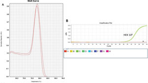 Amplification and Specificity Test of HEK Cell Line Lysate. qPCR assay to assess telomerase activity in HEK cell lysates. A representative plot of 106 cell lysate amplification. A: Melting curve of qPCR run showing one product of amplification. B: Amplification of the 106-cell lysate plot showing a well-defined exponential linearity and a plateau demonstrating that the sample reached the limit of the equipment warranting sample positivity. Negative controls were represented by CHAPS lysis buffer and ultrapure water (*).