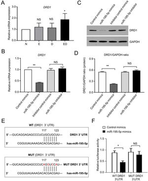 DRD1 functions as the direct inhibitory target of miR-195-5p. A Validation of plasma levels of DRD1 by qRT-PCR. B Fold change of DRD1 mRNA expression in HEK-293T cells after transfection of miR-195-5p mimic or miR-195-5p inhibitor for 48h. Control mimics and inhibitor control mimics served as negative controls of miR-195-5p mimics and miR-195-5p inhibitors, respectively. C-D Expression levels of DRD1 proteins in the aforementioned four groups were quantified by western-blot assay (C), and gray-scale scanning with ImageJ software (D). GAPDH was used as an internal control. All data are shown as the mean±SEM (n=3), *p<0.05. E Putative wildtype (WT) and mutant type (MUT) sequences of miR-195-5p binding sites in the DRD1 3′ UTR. F Luciferase reporter assay of the inhibitory activity of miR-195-5p upon transfection with DRD1 3′-UTR and DRD1-mut 3’-UTR and/or miR-195-5p mimic or control mimic in in HEK-293T cells for 24h. All data are shown as the mean±SEM (n=3), *p<0.05; NS, not significant.