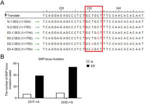 ED patients exhibited miR-195-5p binding SNP locus mutation in the 3′-UTR of DRD1. A Two miR-195-5p binding SNP locus mutations (231T->A, 233C->G) were identified in the 3′-UTR of DRD1 in patients with essential hypertension and type 2 diabetes mellitus (ED group). B Number of patients with SNP locus mutation in the ED and N groups.