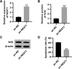 Upregulation of NEAT1 inhibited the apoptosis of myocardial cells. Transfection of pcDNA3.1-NEAT1 upregulated the mRNA expression of NEAT1 (A) and Nrf2 protein levels (B-C) and inhibited apoptosis (D) in H9c2 cells maintained in high-glucose (HG) medium. ***p<0.001, Mann-Whitney U test.