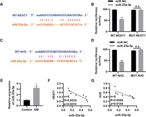 NEAT1 regulates the expression of Nrf2 by targeting miR-23a-3p. A, Identification of a binding site between NEAT1 and miR-23a-3p; B, Dual luciferase reporter assay confirming binding between NEAT1 and miR-23a-3p; C, Identification of a binding site between Nrf2 and miR-23a-3p; D, Dual luciferase reporter assay confirming binding between Nrf2 and miR-23a-3p; E, The expression of miR-23a-3p is upregulated in patients with diabetes mellitus (DM); F-G, The expression levels of miR-23a-3p are negatively correlated with the levels of NEAT1 and Nrf2. *p<0.05, **p<0.01, Mann-Whitney U test.