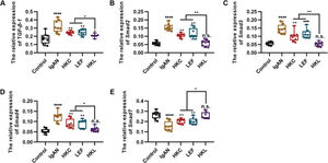 HKL inhibits the expression of the TGF-β1/Smad3 signaling pathway in IgAN rats. (A-D) Expression of TGF-β1 (A), Smad2 (B), Smad3, (C), and Smad4 (D) in rats of all groups; (E) HKL upregulates the expression of Smad7 in IgAN rats. HKC: Huangkui capsule, LEF: leflunomide, HKL: HKC in combination with LEF, IgAN: Immunoglobulin A nephropathy, *p<0.05, **p<0.001, ***p<0.0001, and ***p<0.0001, Kruskal-Wallis test followed by Dunn's multiple comparisons test.