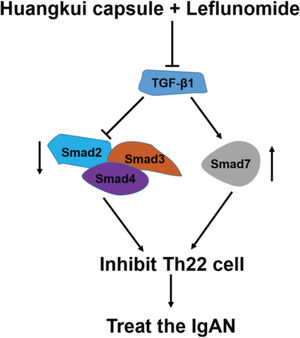 Functional model of HKL for the treatment of IgAN. TGF-β1, as a central regulatory factor, regulates the downstream expression of Smad2, Smad3, Smad4, and Smad7, thereby inhibiting the activity of Th22 cells. HKL: Huangkui capsule in combination with leflunomide, IgAN: Immunoglobulin A nephropathy.
