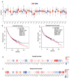 TAPR1 and cancer prognosis. (A) Comparison of TAPR1 expression between normal and cancer tissues. The boxplots are grouped in pairs for each cancer with the control tissue in blue (left) and the tumor tissue in red (right). (B) Overall survival and (C) disease-free survival considering all cancer samples. (D) Hazard ratio heat map of overall survival and (E) disease-free survival considering each cancer individually. Statistically significant results (Mantel-Cox test) are highlighted with blue (downregulated) or red (upregulated) borders. *p<0.05; HR=hazard ratio