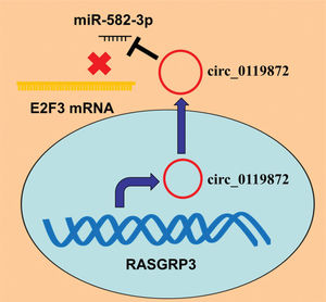 Graphic Abstract: circ_0119872 enhances MM progression by adsorbing miR-582-3p and upregulating the expression of E2F3.