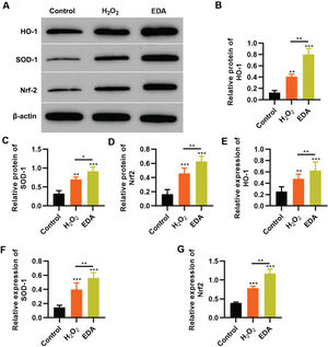 Edaravone (EDA) upregulates the expression of Nrf2/ARE signal pathway. A-C, Western blotting results indicated that EDA upregulated the protein content of heme oxygenase 1 (HO-1) (A), superoxide dismutase-1 (SOD-1) (B), and Nrf2 (C); D-F, Quantitative real-time polymerase chain reaction results indicated that EDA upregulated the mRNA content of HO-1 (D), SOD-1 (E), and Nrf2 (F). *p<0.05, **p<0.01, ***p<0.001. Mann-Whitney U test.