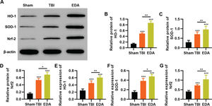 Edaravone (EDA) upregulates the in vivo expression of Nrf2/ARE signal pathway in traumatic brain injury (TBI) rats. A-C, Results of Western blotting indicated that EDA could upregulate the protein content of heme oxygenase 1 (HO-1) (A), superoxide dismutase-1 (SOD-1) (B), and Nrf2 (C) in TBI rats; D-F, quantitative real-time polymerase chain reaction results indicated that EDA could upregulate the mRNA content of HO-1 (D), SOD-1 (E), and Nrf2 (F). *p<0.05, **p<0.01, ***p<0.001. Mann-Whitney U test.