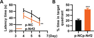 Transfection of p-Nrf2 plasmid enhances the ability of traumatic brain injury (TBI) rats in spatial learning and memory. A, Results of the Morris water maze indicated that p-Nrf2 transfection shortened the escape latency of TBI rats; B, Rats in the p-Nrf2 group had an increased percentage of time spent in the targeted quadrant. **p<0.01, ***p<0.001. Chi-squared test (A), Mann-Whitney U test (B).