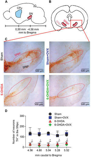 Number of TH+ neurons in the SNpc 40 days after striatal injection of 6-OHDA (A) Position of the CPu and SNpc in relation to the Bregma. (B) Coronal view of the SNpc and (C) photomicrographs of the SNpc neurons TH+ stained. (D) The number of TH+ neurons in the SNpc represented as Median±interquartile range. Data are analyzed using the Kruskal-Wallis test and Dunn-Bonferroni post-hoc test. *p<0.001 compared to Sham **p<0.001 compared to Sham+OVX. Sham, n=9; Sham+OVX, n=5; 6-OHDA, n=6; 6-OHDA+OVX, n=5. (SNpc, substantia nigra pars compacta; SNpr, substantia nigra pars reticulata; VTA, ventral tegmental area; TH, tyrosine hydroxylase; 6-OHDA, 6-hydroxydopamine; OVX, ovariectomized).