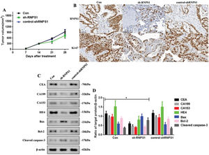 (A) Tumor volume in mice from the Con, sh-RNPS1, and control-shRNPS1 groups at 28 days. (B) IHC analysis for detecting the RNPS1 levels and Ki-67 index. (C) Western blots for the analysis of the levels of CEA, CA199, CA153, HE4, Bcl-2, Bax, and cleaved caspase-3, (D) Quantitation of the levels of CEA, CA199, CA153, HE4, Bax, Bcl-2, and cleaved caspase-3. (n=6, *p<0.05: sh-RNPS1 vs. other groups).
