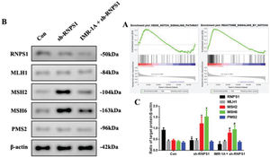 (A) GSEA of the correlation between RNPS1 and Notch or Notch4 signaling pathway in UCEC. (B) Western blot assay for the analysis of the RNPS1, MSH1, MSH2, MSH6, and PMS2 expression levels in vivo. (B) Quantitation of RNPS1, MSH1, MSH2, MSH6, and PMS2 expression levels. (n=6, *p<0.05: sh-RNPS1 vs. Con; #p<0.05: IMR-1A+sh-RNPS1 vs. sh-RNPS1).