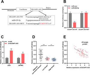 DLGAP1-AS1 targets miR-628-5p in glioma. A, DLGAP1-AS1-WT luciferase reporter vector and DLGAP1-AS1-MUT luciferase reporter vector were constructed. B, DLGAP1-AS1-WT or DLGAP1-AS1-MUT luciferase reporter vector and miR-628-5p mimics or control miRNA were co-transfected into HEK-293T cells, and the luciferase activity of the cells in each group was determined. C, qRT-PCR was used to detect the expression of miR-628-5p in U251 and U87MG cells transfected with sh-NC or sh-DLGAP1-AS1#1. D, The expression of miR-628-5p in glioma cell lines (U-118MG, U251, U87MG, and LN229 cells) and normal cell lines (HA cells) was detected using qRT-PCR. E, Pearson's correlation analysis showed that the expression of DLGAP1-AS1 and miR-628-5p was negatively correlated in glioma tissues. The experiments were repeated three times, and the average was recorded. **p < 0.01 and ***p < 0.001.