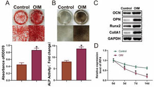 IRF4 is lowly expressed during osteogenic differentiation. ARS (A) and ALP (B) staining assays were applied to evaluate osteogenic differentiation. Western blotting was performed to detect the biomarkers of osteogenic differentiation (C), and q-PCR assay was used to examine IRF4 expression (D). *p < 0.05. Data represent at least three independent sets of experiments.