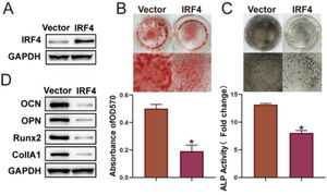 Osteogenic differentiation of BM-MSCs is inhibited by IRF4 overexpression. BM-MSCs with IRF4 overexpression were constructed, and Western blotting was used to examine the transfection efficacy (A). ARS (B) and ALP (C) staining assays were performed for the assessment of osteogenic differentiation. Western blotting was used to detect osteogenic differentiation biomarkers (D). *p < 0.05. Data represent at least three independent sets of experiments.