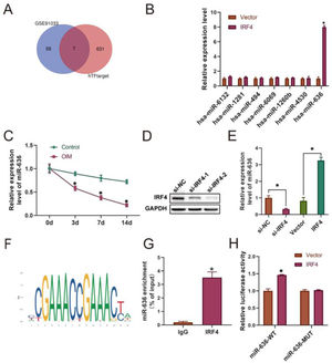 IRF4 activates miR-636 in BM-MSCs. The hTFtarget database and GSE91033 dataset were used to identify the target genes of IRF4 (A), and q-PCR assay was utilized to detect the expression of intersected genes (B-C). IRF4-depletion and IRF4-overexpression BM-MSCs were constructed, and Western blotting and q-PCR were respectively used to determine the transfection efficacy (D) and miR-636 expression (E). The JASPAR database indicated the binding site (F), and the CHIP (G) and Dual Luciferase Reporter (H) assays confirmed the relationship between IRF4 and miR-636. *p < 0.05. Data represent at least three independent sets of experiments.