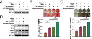 IRF4 overexpression inhibits osteogenic differentiation of BM-MSCs via miR-636/DOCK9. (A) Western blotting was performed to detect DOCK9 expression. ARS (B) and ALP (C) staining assays were performed to determine osteogenic differentiation. Osteogenic differentiation biomarkers were determined by Western blotting (D). *p < 0.05. Data represent at least three independent sets of experiments.