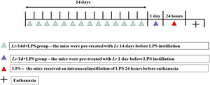 Times schedule of pre-treatment time with Lacticaseibacillus rhamnosus and induction of acute pulmonary inflammation. Male C57BL/6 mice were anesthetized with ketamine (100 mg/kg) and xylazine (10 mg/kg) intramuscular and exposed to Escherichia coli O111: B4 lipopolysaccharide (0.5 mg/Kg, intranasal, 24 h before euthanasia) to induce acute pulmonary inflammation. The mice were divided into two groups of Lr treatment (10-CFU/300µLPBS/mouse, orogastric by gavage), as described herein: Lr/1d+LPS group ‒ the mice were treated with Lr 1 day before LPS instillation; Lr/14d+LPS group ‒ the mice were treated with Lr 14 days before LPS instillation. The mice were euthanized 24h after the LPS.