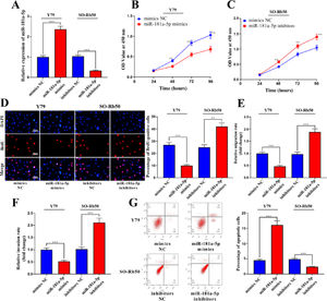 MiR-181a-5p inhibits RB cell proliferation and metastasis and induces cell apoptosis. (A) qRT-PCR showed that miR-181a-5p was upregulated in Y79 cells transfected with miR-181a-5p mimics and downregulated in SO-RB50 cells transfected with miR-181a-5p inhibitors. (B-D) Cell Counting Kit 8 (CCK-8) and 5′-bromo-2′-deoxyuridine (BrdU) assays showed that miR-181a-5p mimics inhibited the cell proliferation, while miR-181a-5p inhibitors promoted the cell proliferation. (E-F) Transwell assay showed that miR-181a-5p mimics inhibited the migration and invasion of Y79 cells, while miR-181a-5p inhibitors promoted the migration and invasion of SO-RB50 cells (magnification:  × 200; bar: 25 μm). (G) Flow cytometry showed that miR-181a-5p mimics promoted apoptosis in Y79 cells, while miR-181a-5p inhibitors inhibited the apoptosis of SO-RB50 cells. Mimics NC indicates the negative control of miR-181a-5p mimics, and inhibitor NC indicates the negative control of miR-181a-5p inhibitors. The data are shown as the mean±standard deviation from three independent experiments. **p < 0.01 and ***p < 0.001.