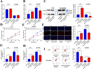 miR-181a-5p exerts an anti-tumor effect in RB by regulating NRAS. (A-C) qRT-PCR and western blotting assays showed that the expression levels of NRAS mRNA and protein were upregulated in the miR-181a-5p mimics+pcDNA-NRAS group compared with the miR-181a-5p mimics group and downregulated in the miR-181a-5p inhibtors+si-NRAS group compared with the miR-181a-5p inhibitor group, while miR-181a-5p expression showed no significant difference. (D-F) CCK-8 and BrdU assays showed that cell proliferation was promoted in the miR-181a-5p mimics+pcDNA-NRAS group compared with the miR-181a-5p mimics group and inhibited in the miR-181a-5p inhibitors+si-NRAS group compared with the miR-181a-5p inhibitor group. (G-H) Transwell assay showed that the migration and invasion of RB cells in the miR-181a-5p mimics+pcDNA-NRAS group was promoted compared with the miR-181a-5p mimics group and inhibited in the miR-181a-5p inhibitors+si-NRAS group compared with the miR-181a-5p inhibitor group (magnification:  × 200; bar: 25 μm). (I) Flow cytometry showed that the apoptosis of RB cells in the miR-181a-5p mimics+pcDNA-NRAS group was inhibited compared with the miR-181a-5p mimics group and promoted in the miR-181a-5p inhibitors+si-NRAS group compared with the miR-181a-5p inhibitor group. Protein bands were quantified by comparison with the endogenous control GAPDH. The data are shown as the mean±standard deviation from three independent experiments. ** p < 0.01 and *** p < 0.001.