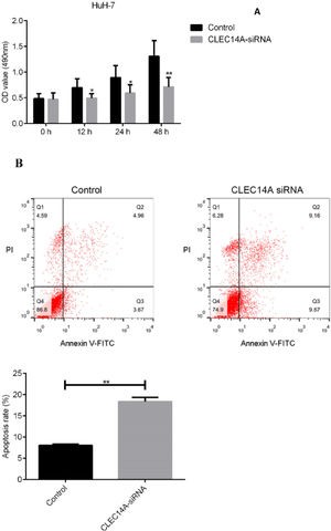 Effect of CLEC14A on the growth and apoptosis of HCC cells in vitro. (A) Effect of CLEC14A on the viability of HCC cells in vitro (** p < 0.01). (B) Effect of CLEC14A on the apoptosis of HCC cells in vitro (** p < 0.01).