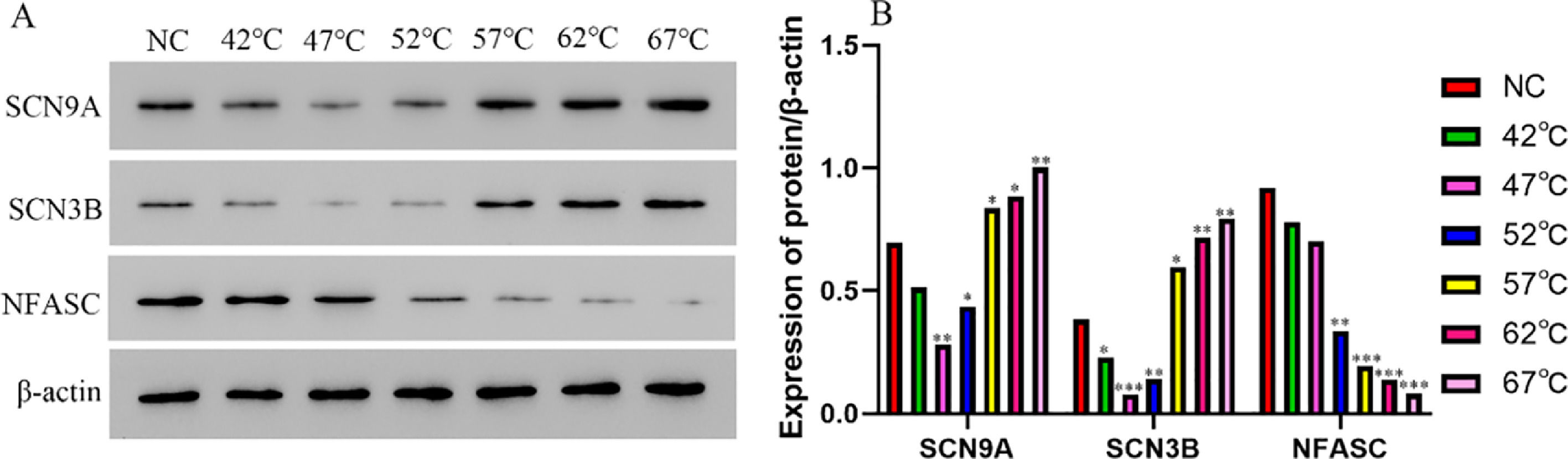 Scn9a Neuropathologic damage induced by radiofrequency ablation at different ...